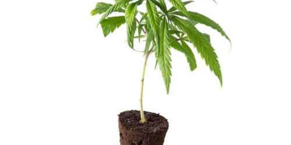 Hanfstecklinge online kaufen und Cannabis Pflanzen kaufen: Der beste Growshop in Österreich