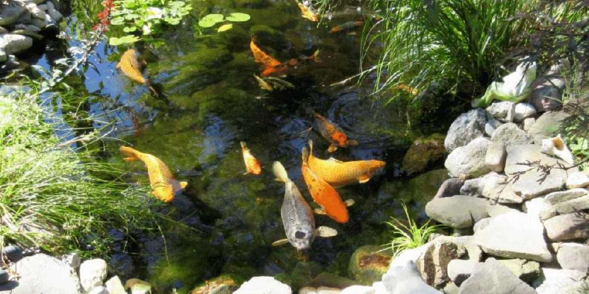 Installing Pumps in Koi Filter Pond Setup