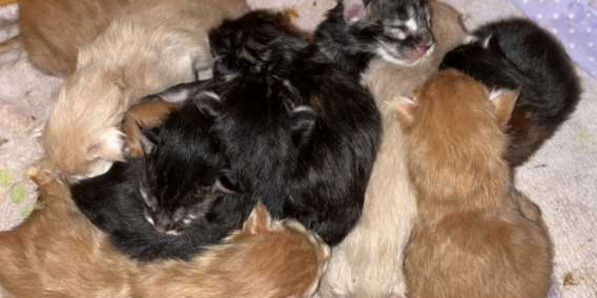 Maine Coons Kittens Available – Sweet & Healthy