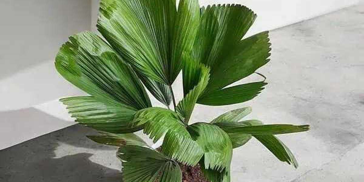 Transform Your Garden and Interiors with Stunning Flower Bulbs and Elegant Palm Plants