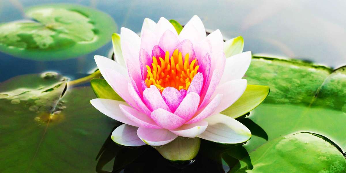 What is the Best Way to Plant Waterlilies in a Pond?