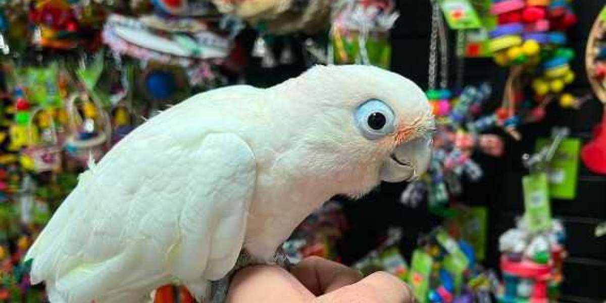 Cockatoo Parrots for Sale – Talking & Tame