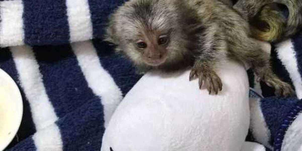 Adorable Marmoset Monkeys for Sale