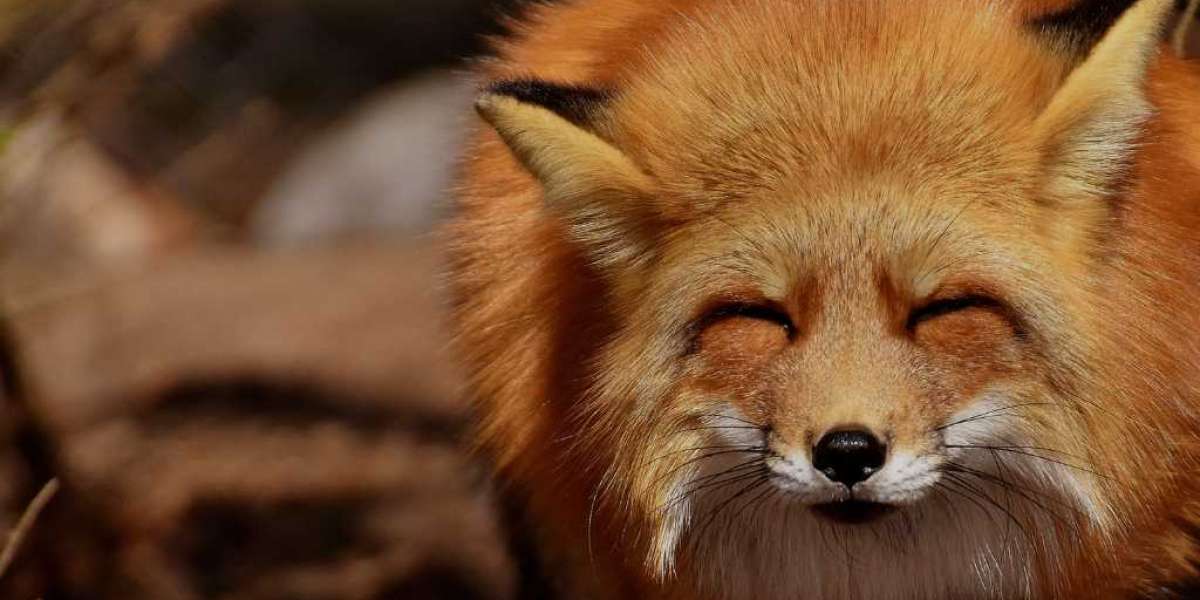 Barrie Animal Control: Humane & Reliable Pest Solutions