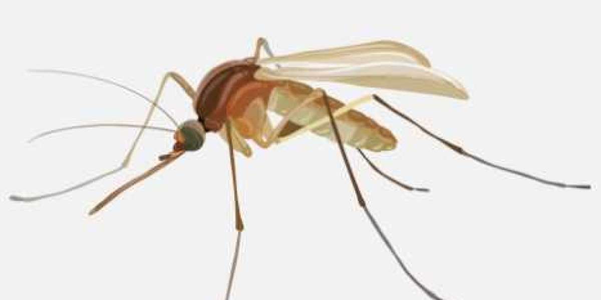 Say Goodbye to Pesky Bites with Expert Las Vegas Mosquito Removal