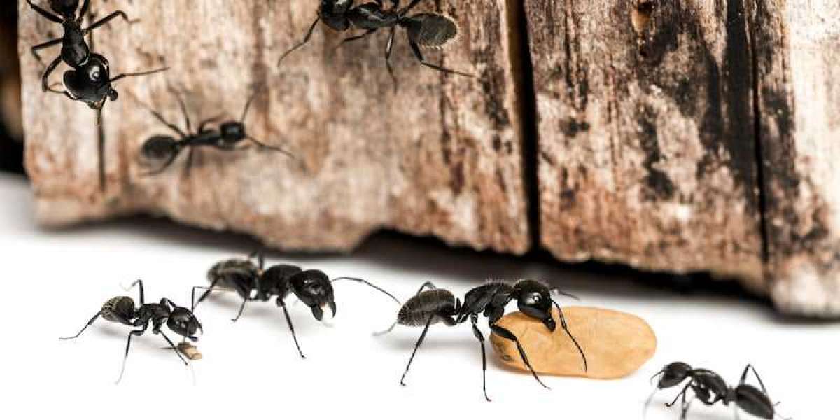 Expert Pest Control Services in Lamont, CA: Safe and Effective Solutions