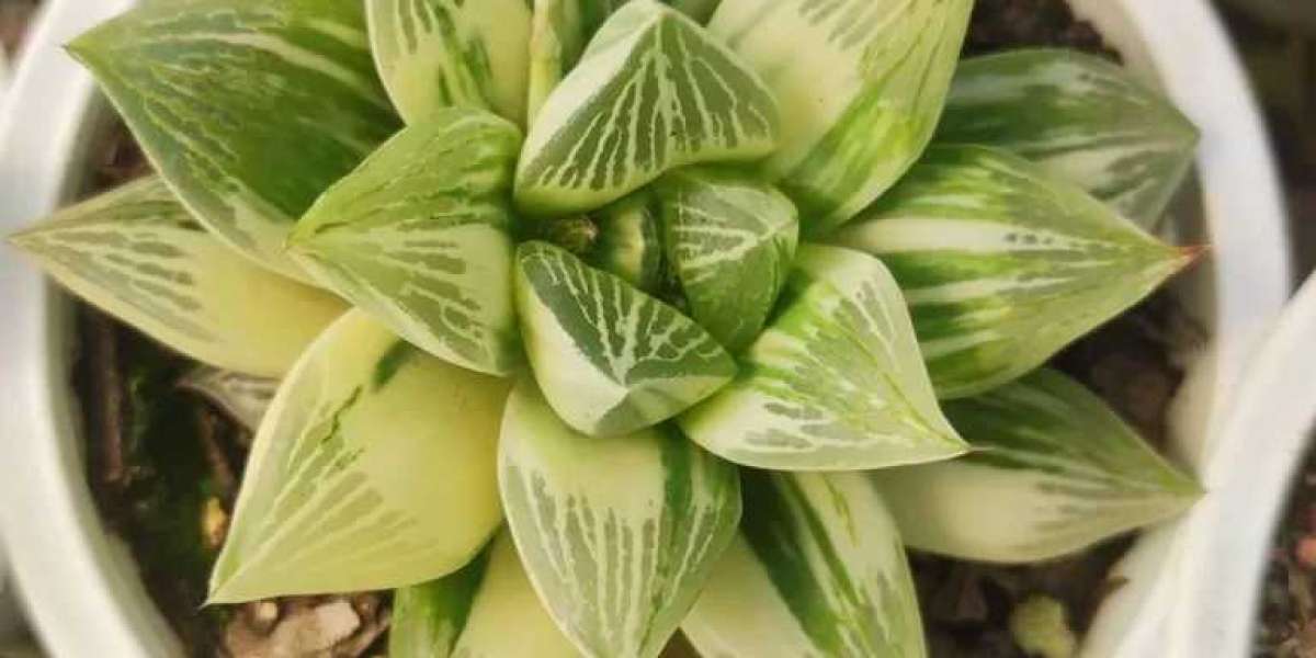 Transform Your Spaces with Indoor Plants: A Guide from Plantshub