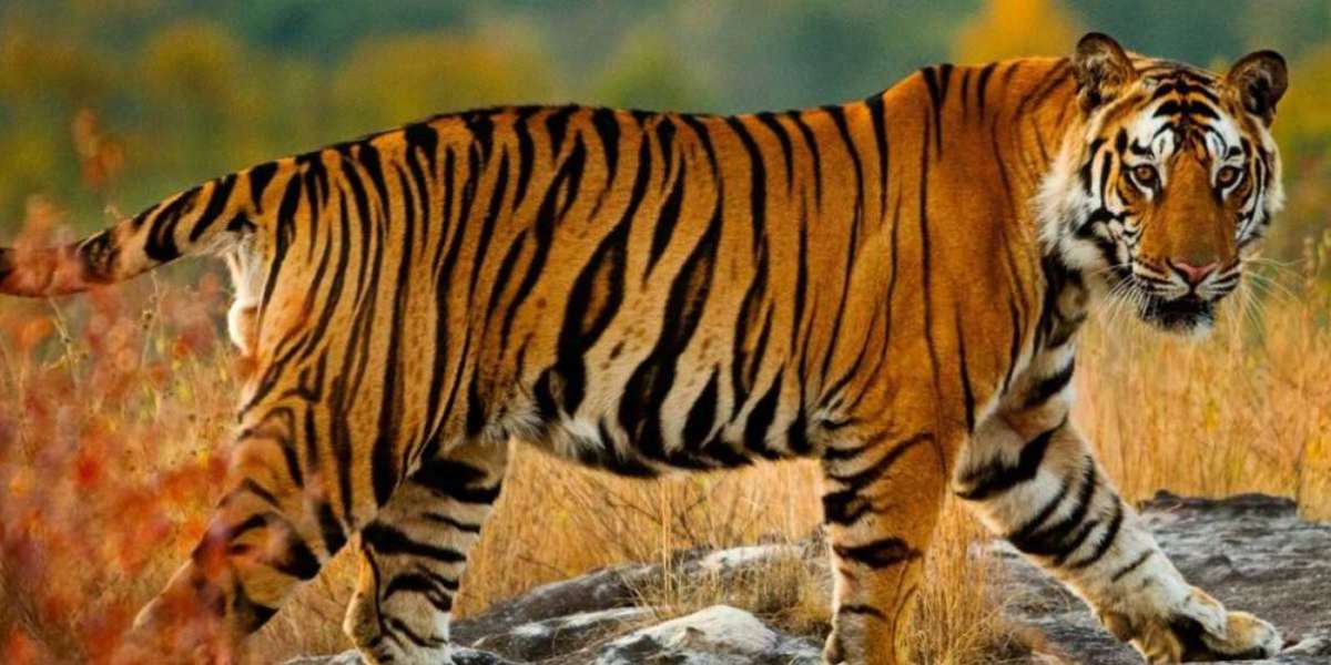 Kanha National Park: A Historic Sanctuary of Natural Splendor