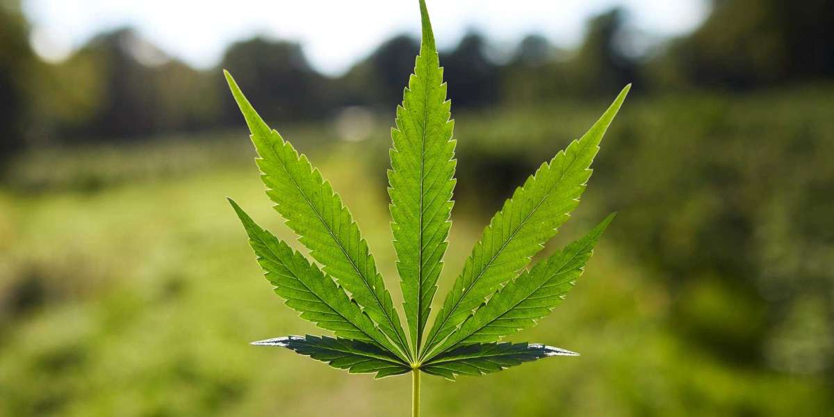 Your Go-To Guide for Buying Cannabis Seeds in Vermont and Nearby Regions