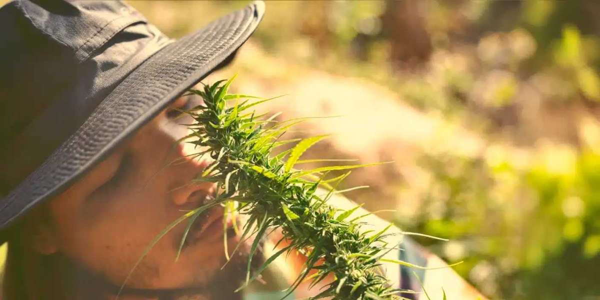 Exploring the World of Cannabis Cultivation and Strains