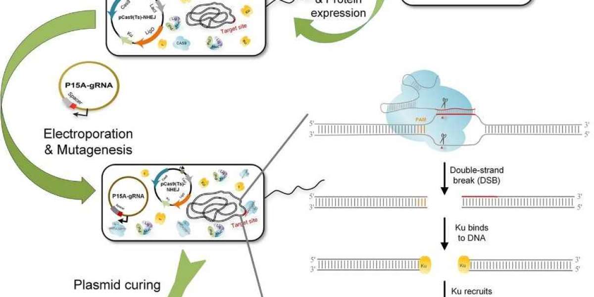 Advanced Microbial Genome Editing Services to Accelerate Bio-research