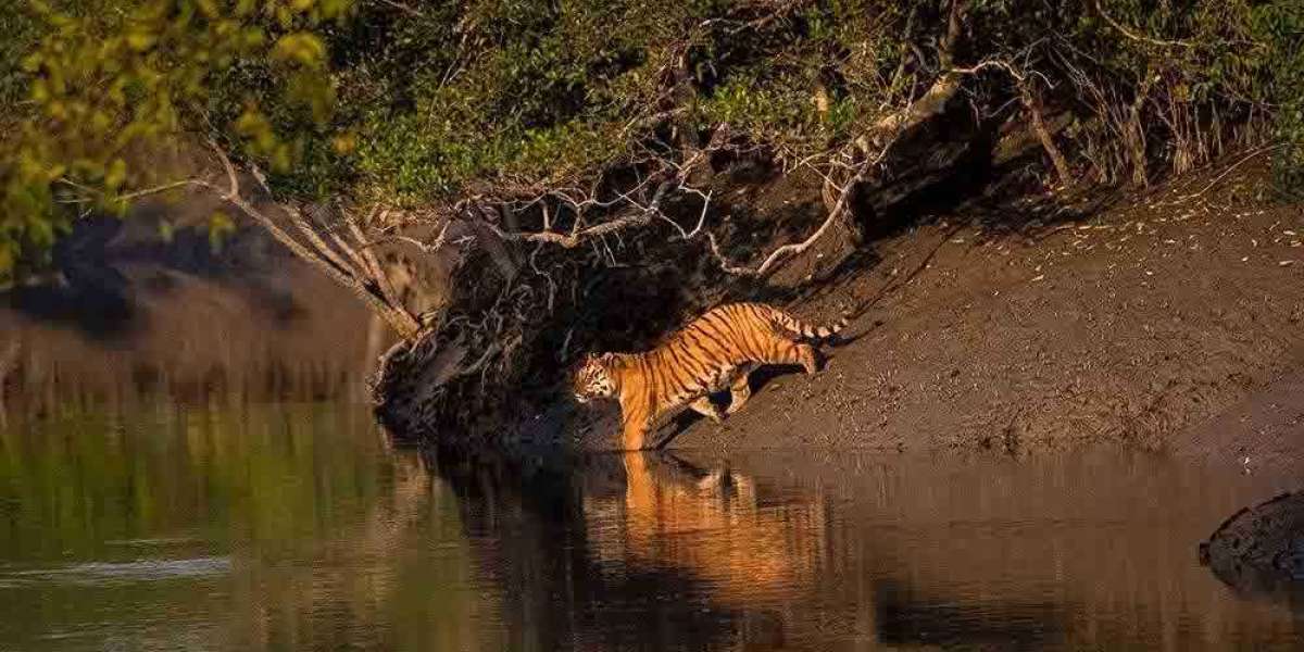 Sundarban Travels: Journey into India’s Last Great Mangrove Wilderness