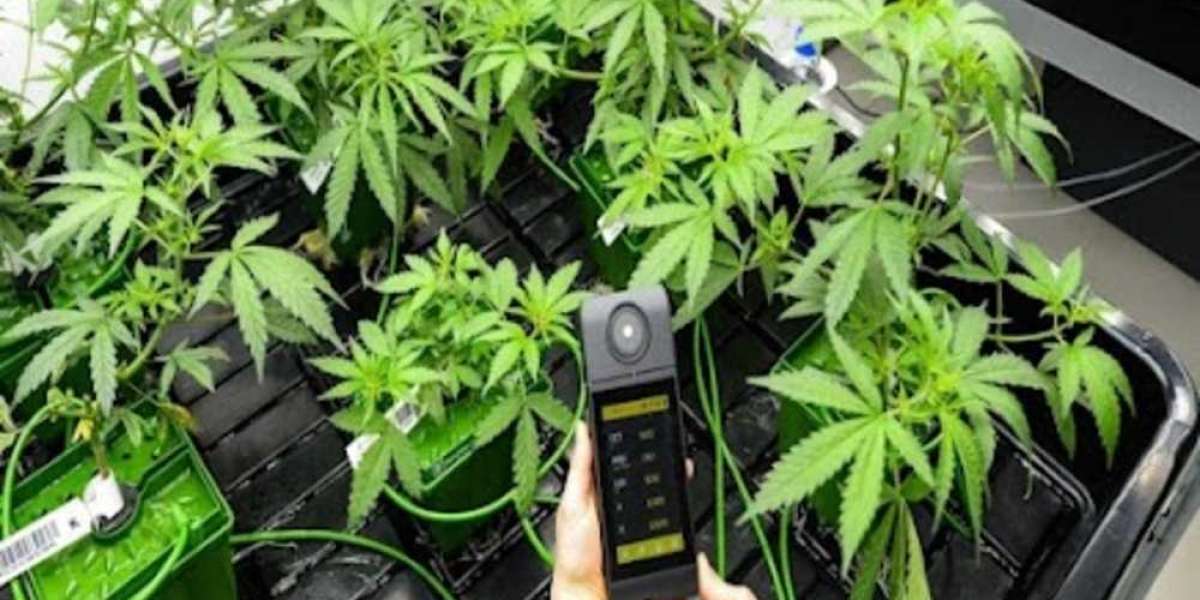 CBD Lanester : Découvrez les Bienfaits et l’Offre Unique de MJ Store