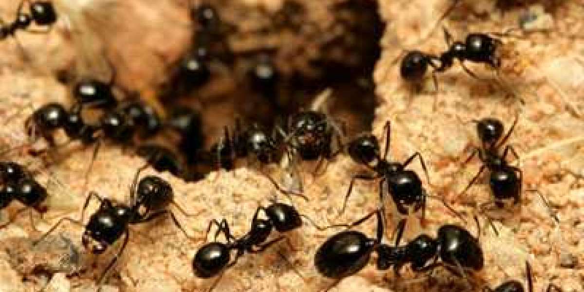 How to Oversee Summer Bug Issues?