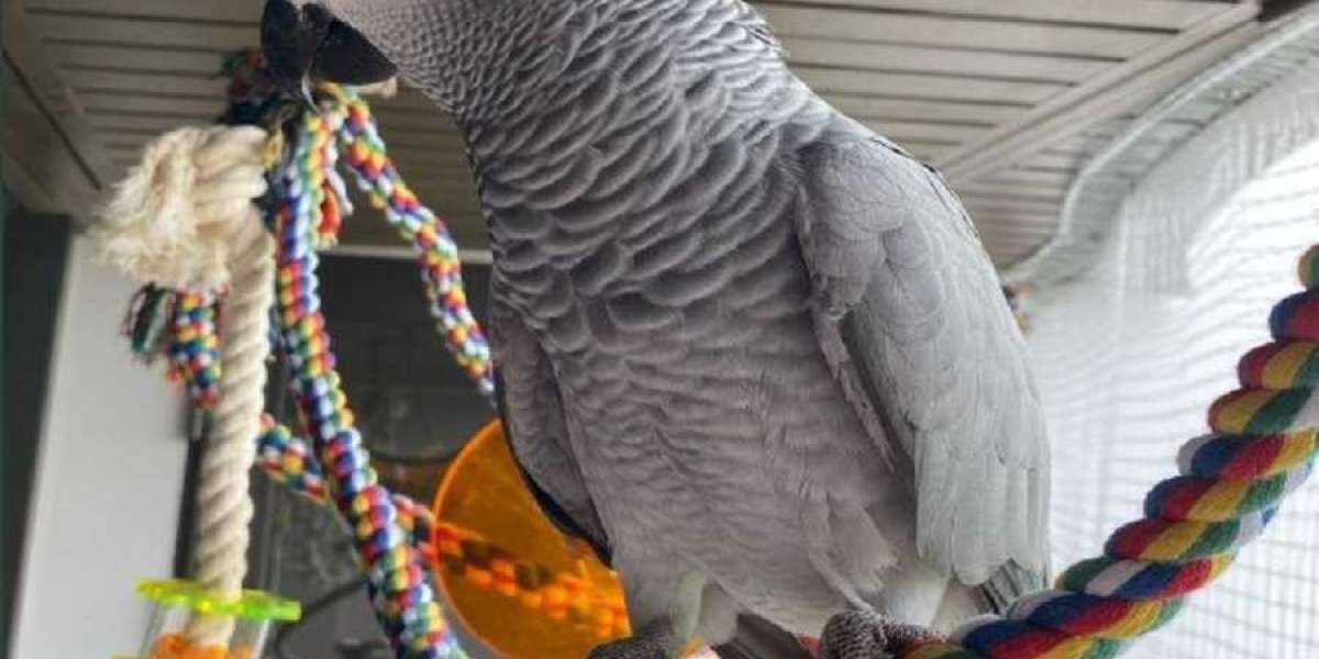 The Avian Mind: A Deep Dive into the Psychology of the African Grey Parrot