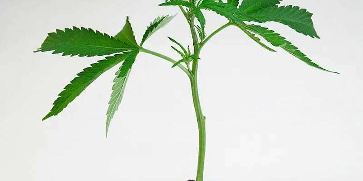 Hanfstecklinge kaufen: Der einfache Weg zu gesunden Cannabis-Pflanzen