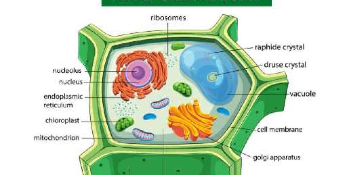NCERT Class 11 Biology Book PDF Download + Chapter-wise Guide