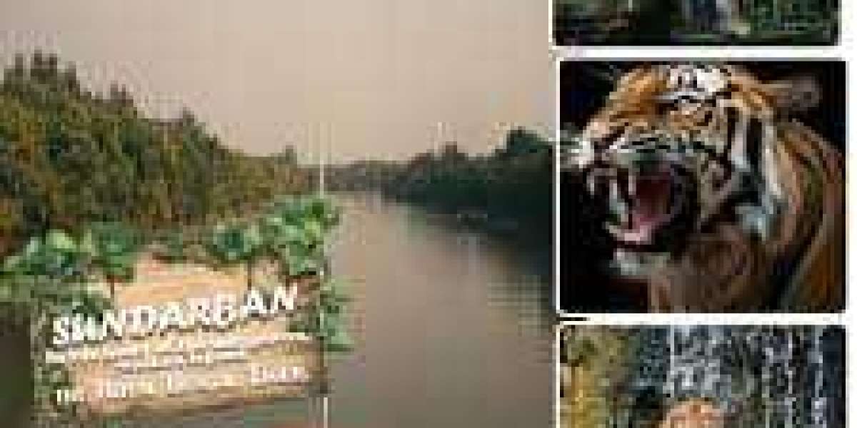 Discover the Charm of Sundarban West Bengal Tourism