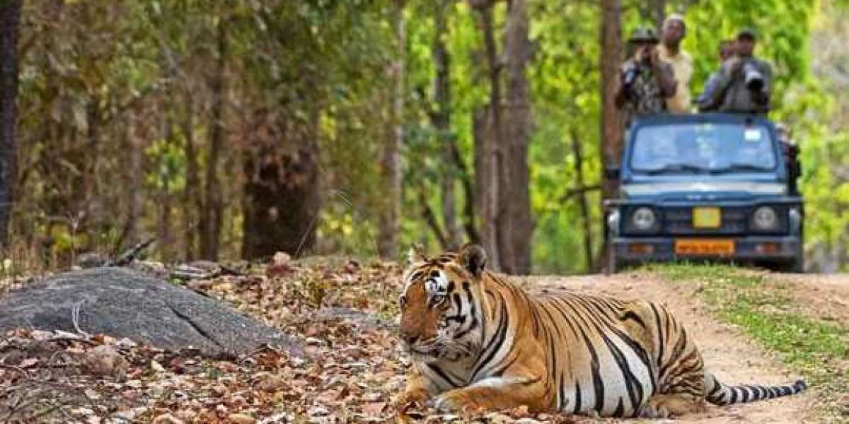 Affordable Ranthambore Tour Packages – The Sound Of Jungle