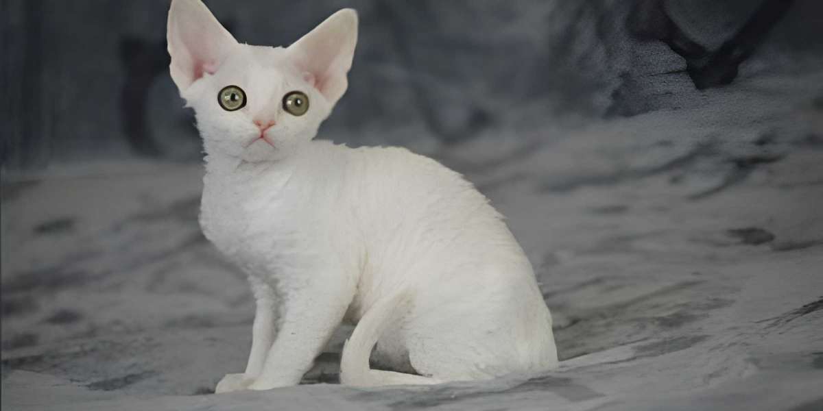 The Social Sphynx: Understanding Their Deeply Interactive World