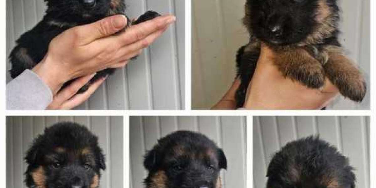 A Guide to the German Shepherd: From Puppy to Companion