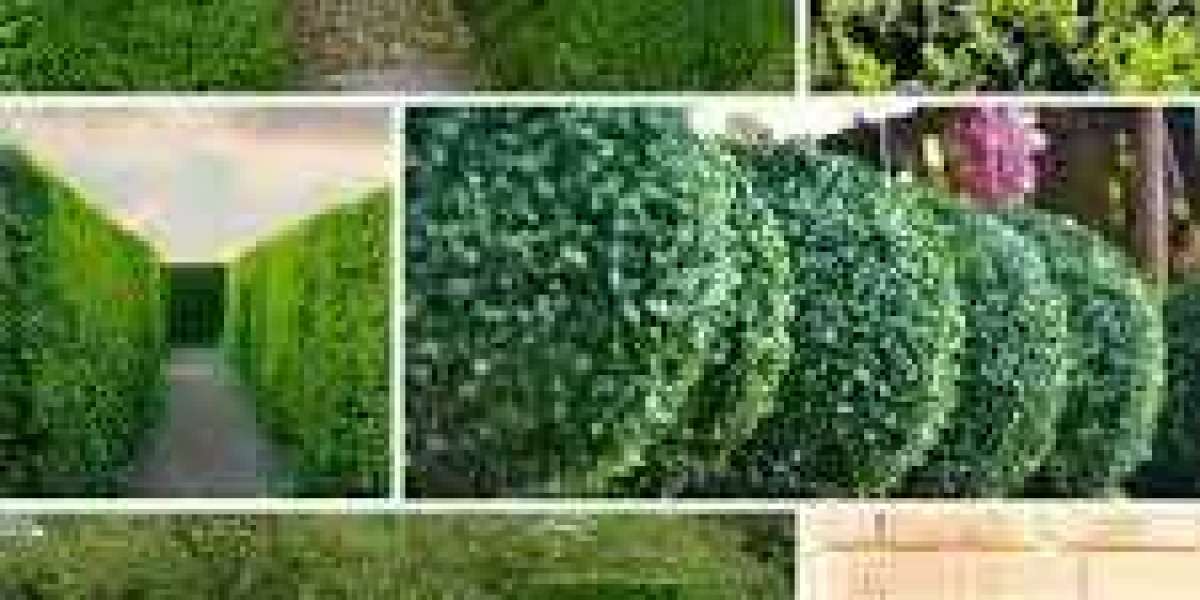 Bring Nature Home: The Beauty and Benefits of Indoor Plants