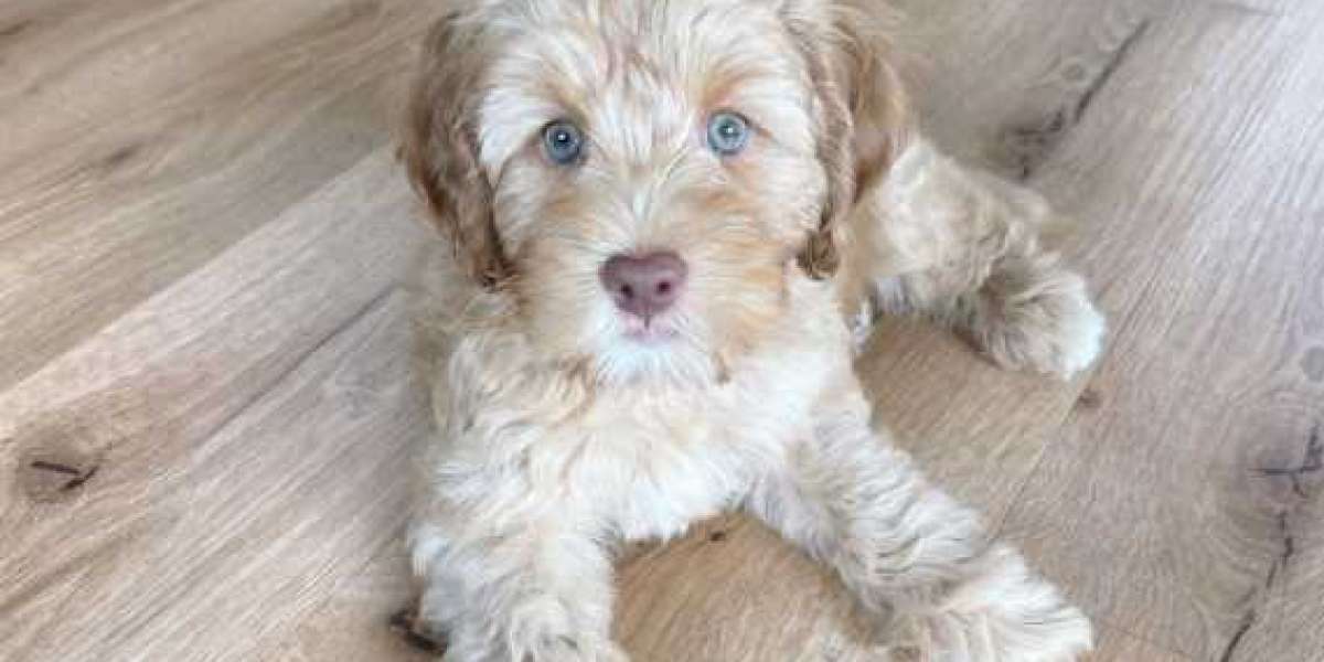 Decoding the Doodle: The 5 Core Traits of a Great Australian Labradoodle