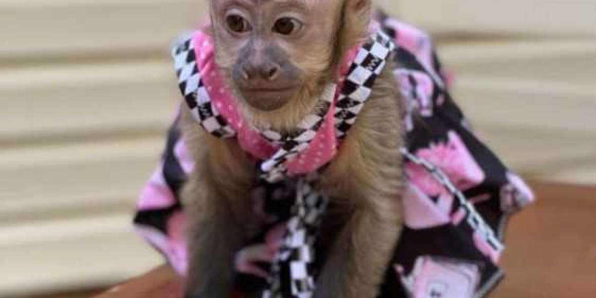 Discover the Joy of Raising Socialized Capuchin Monkeys