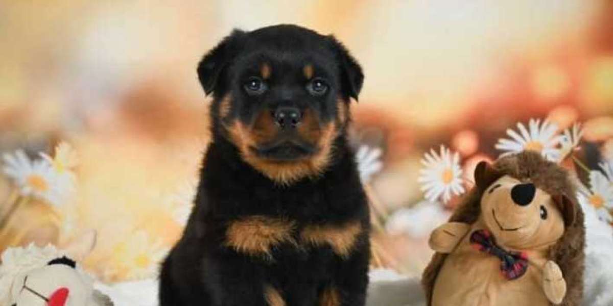 A Lifetime of Loyalty: The Rottweiler Journey from Puppy to Senior