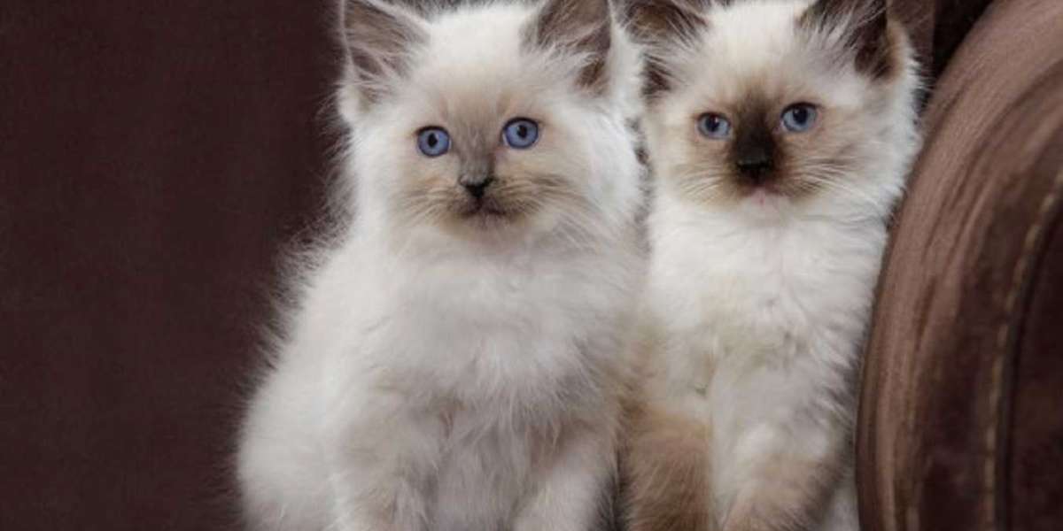 Harmonizing Your Home: How Ragdoll and Siberian Kittens Elevate a Modern Lifestyle