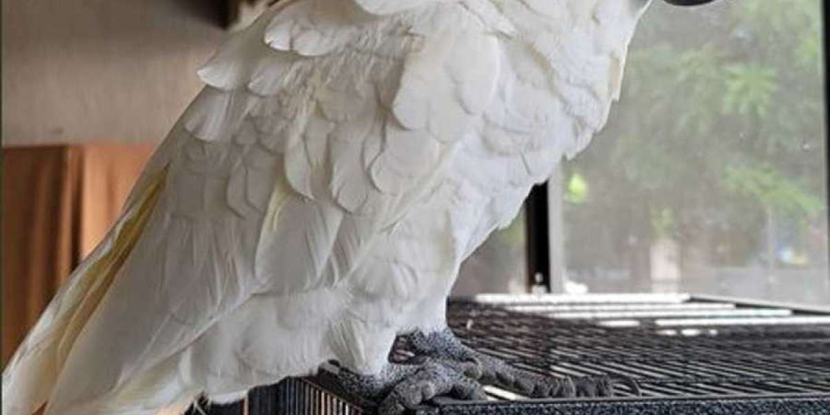 The Heart of a Cockatoo: An Owner's Guide to Nurturing a Lifelong Friend