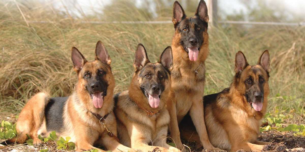 Trained German Shepherd for Sale | Loyal & Skilled Companions