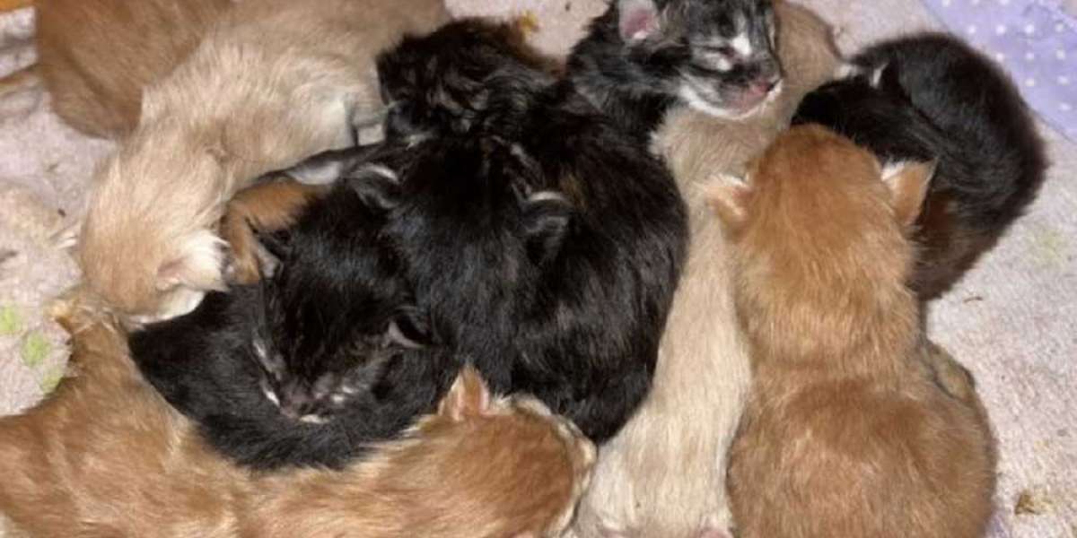 The Art and Science of Raising an Exceptional Maine Coon