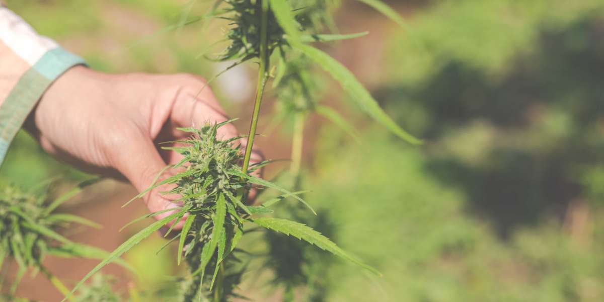 Green Wellness Haven: Your Premier Cannabis Store in Pleasantville