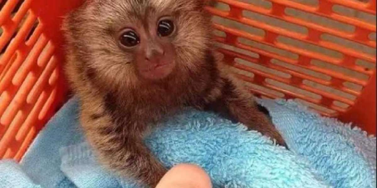 The Enchanting World of Marmoset Monkeys: A Comprehensive Guide for Enthusiasts
