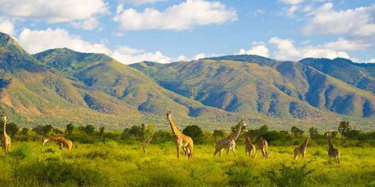 Must-Visit National Parks and Beaches in Tanzania