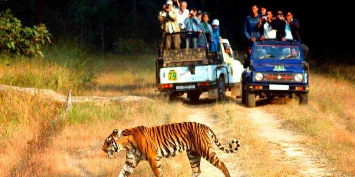 Jim Corbett Jungle Safari: A Journey into the Wild Heart of Uttarakhand
