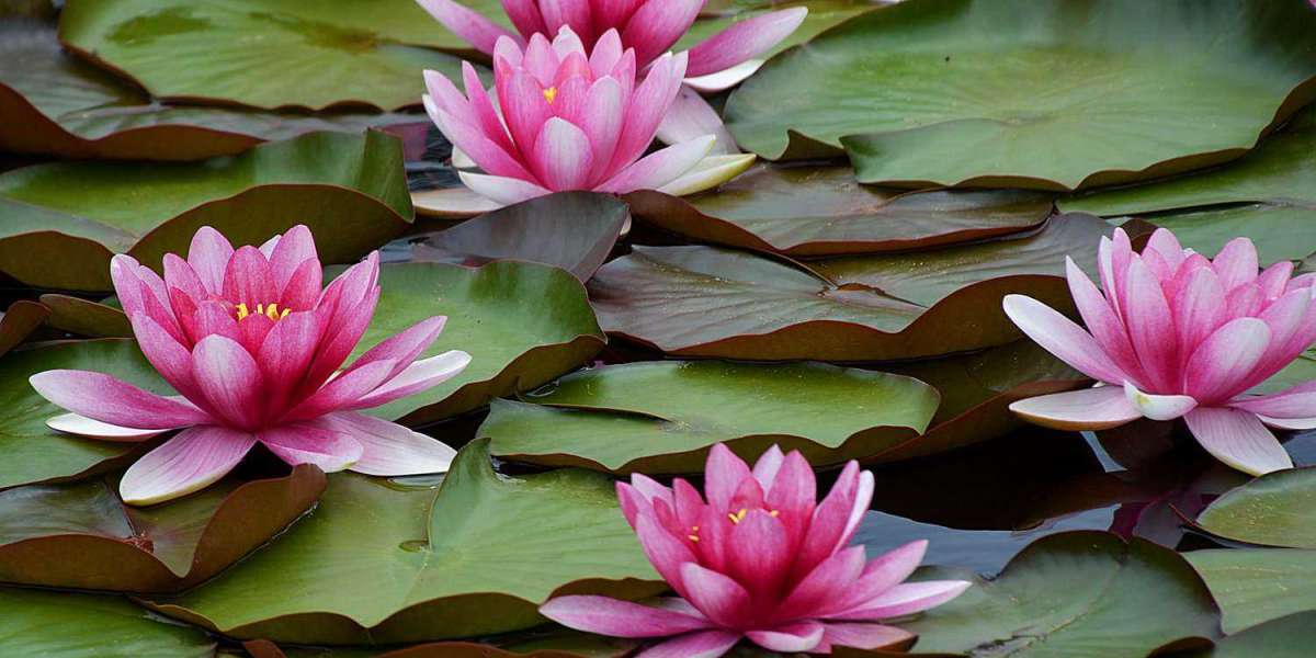 Endangered Water Lily Species You Should Know About