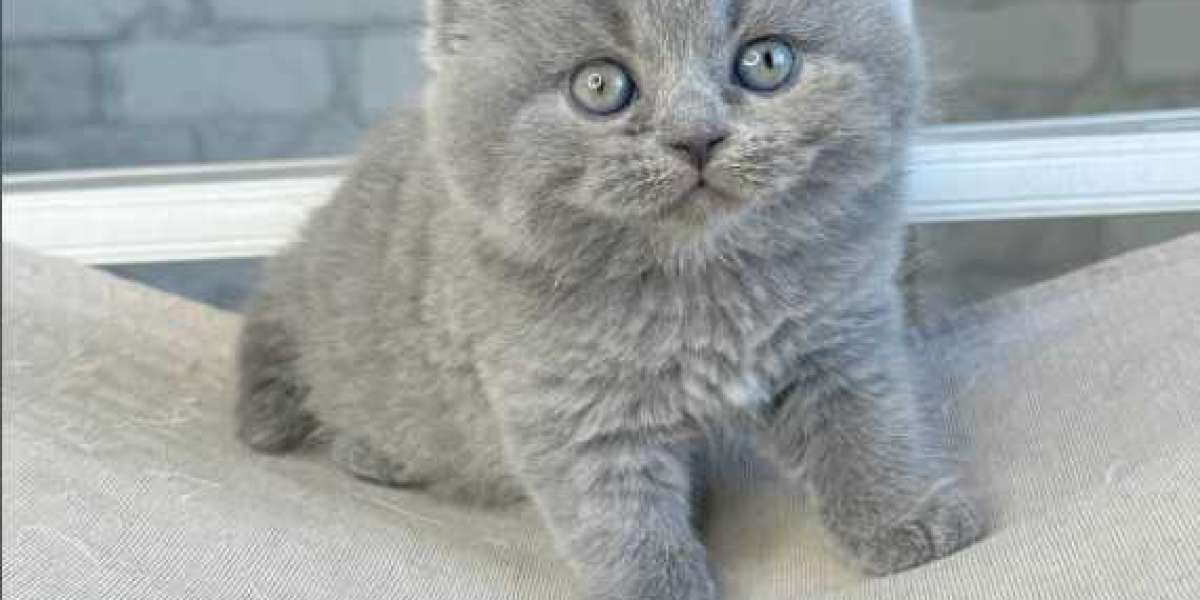 The Smart Buyer's Guide to the Scottish Cat