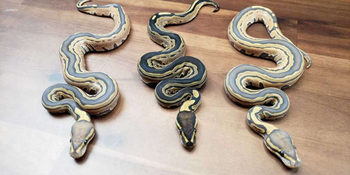 Everything You Should Know Before Getting a Ball Python