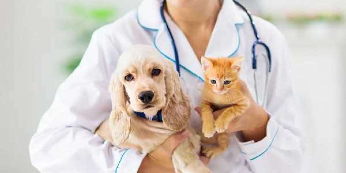 Dog Hospital in Concord