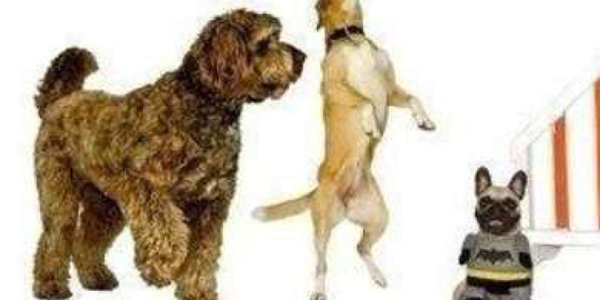 Enroll in Dog Day Care London | Safe & Loving Daytime Boarding