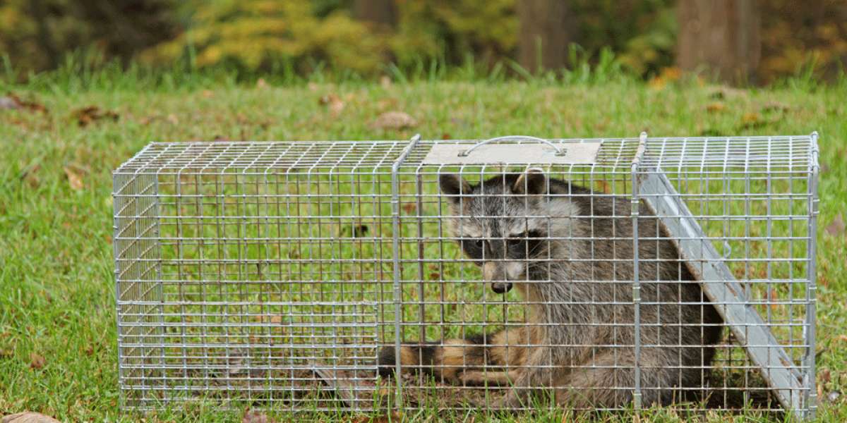 Coexisting with Wildlife: Your Guide to a Peaceful Property