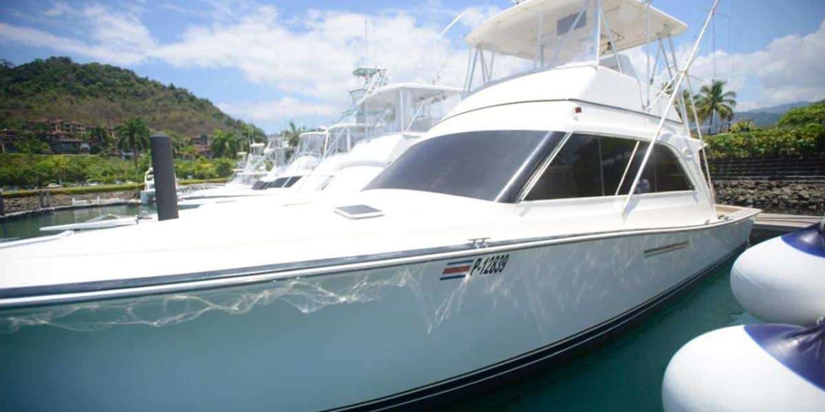 Comparing Sailfish to Other Billfish in Costa Rica