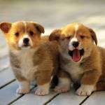 Dream Dog