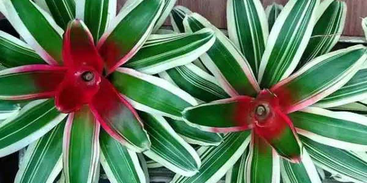 Bromeliad Plant – A Tropical Touch for Your Home