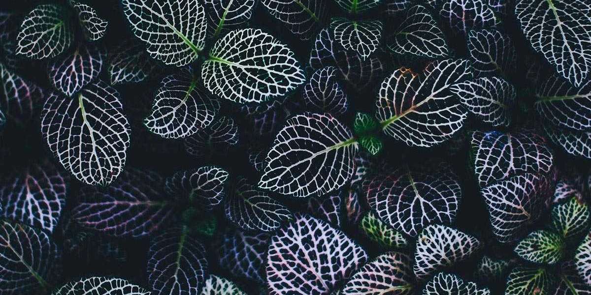 Efficient Home Solutions with Professional Cleanout Services