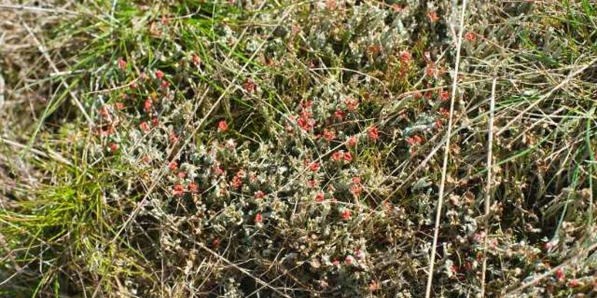 Dotcom On Steroids GQG Partners