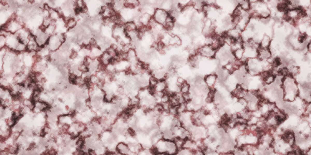 Case Examine: The Rise of Private Plane Flights within the 21st Century