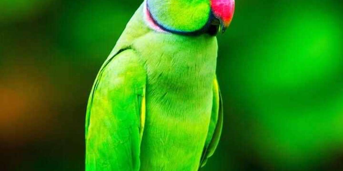 Tanji Bird Reserve: The Hidden Gem of Gambia’s Birdwatching Scene